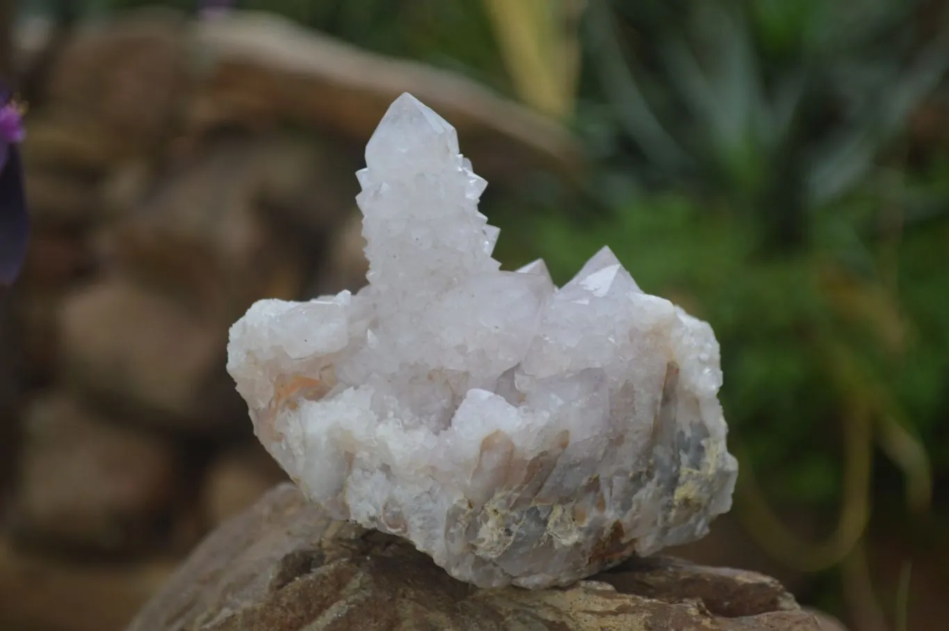 Natural Spirit Amethyst / Ametrine Quartz Clusters x 2 From Boekenhouthoek, South Africa