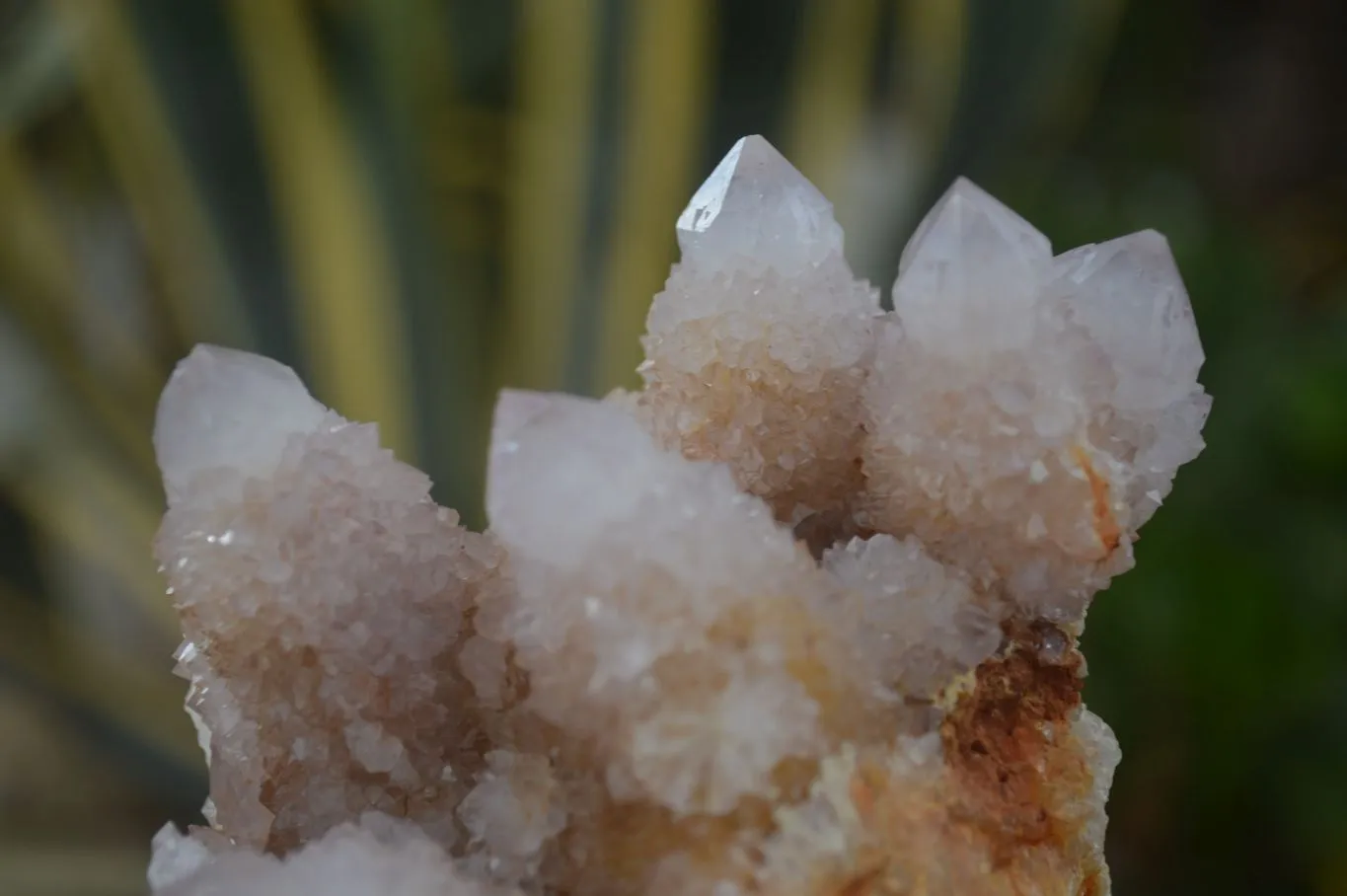 Natural Spirit Amethyst / Ametrine Quartz Clusters x 2 From Boekenhouthoek, South Africa