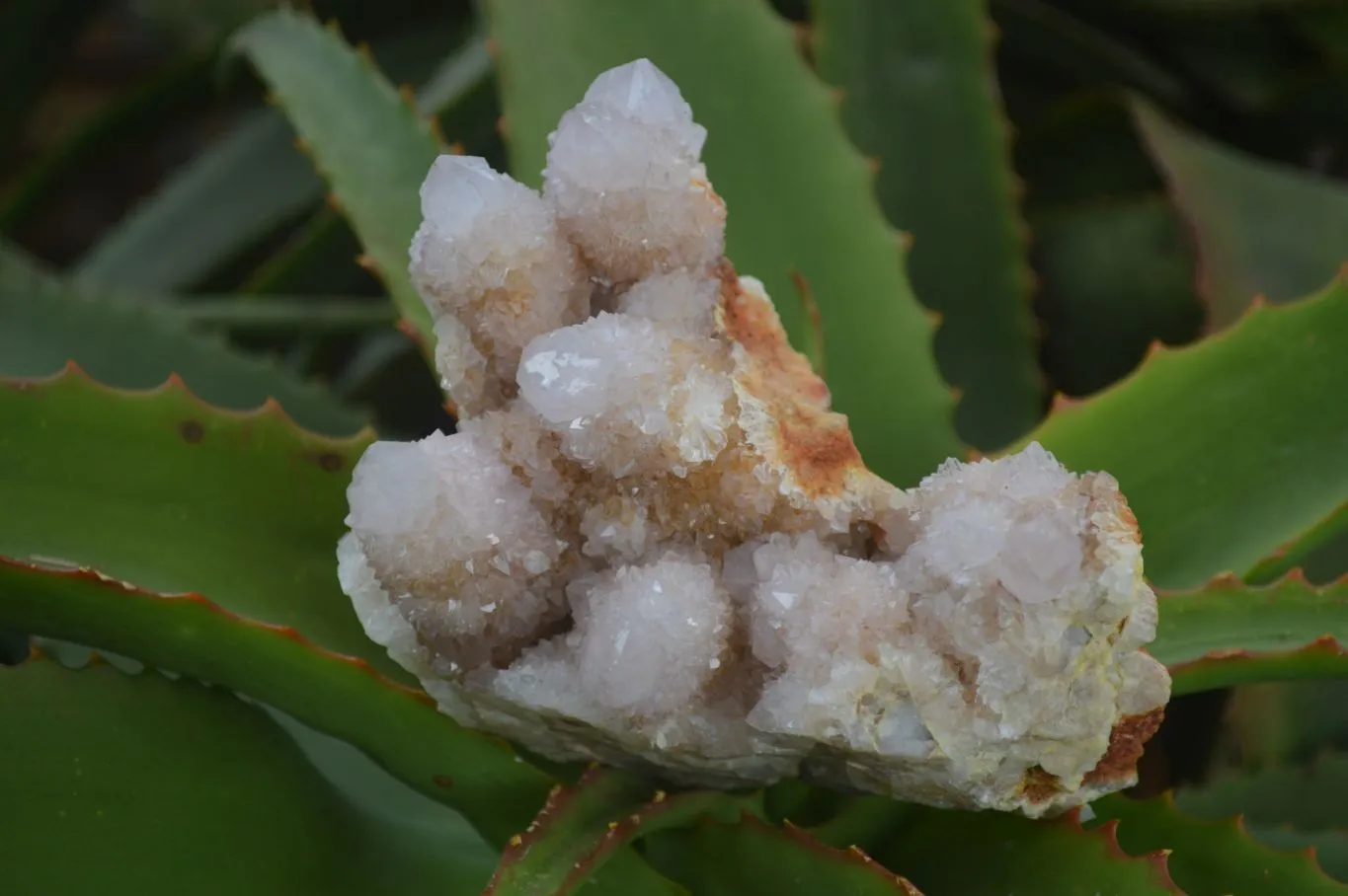 Natural Spirit Amethyst / Ametrine Quartz Clusters x 2 From Boekenhouthoek, South Africa