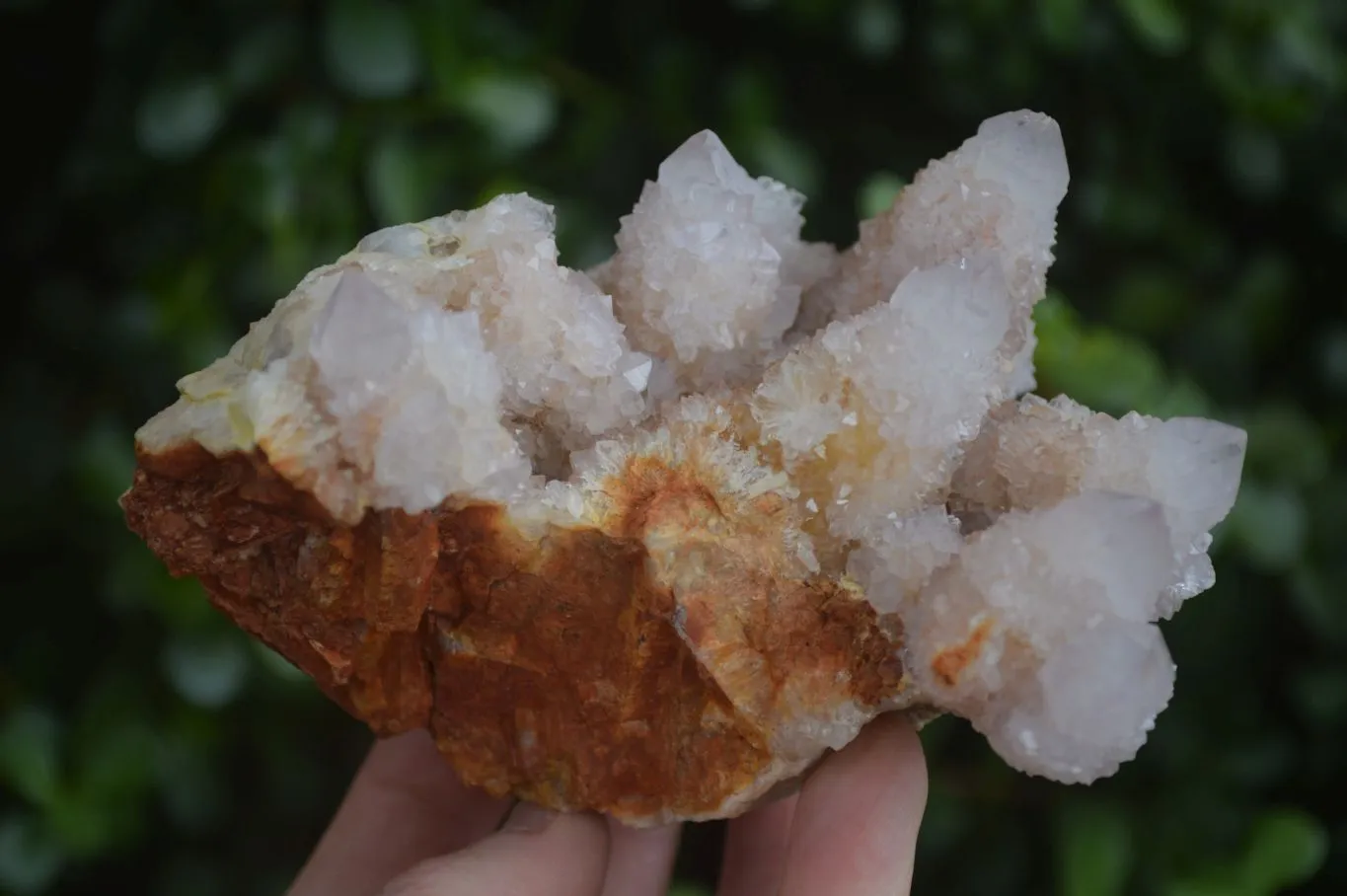 Natural Spirit Amethyst / Ametrine Quartz Clusters x 2 From Boekenhouthoek, South Africa