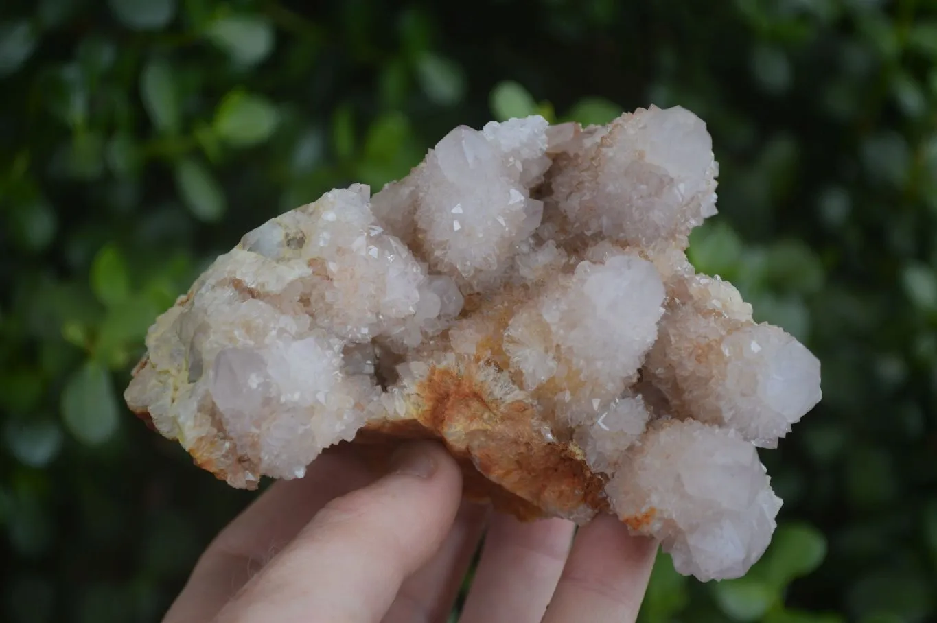 Natural Spirit Amethyst / Ametrine Quartz Clusters x 2 From Boekenhouthoek, South Africa